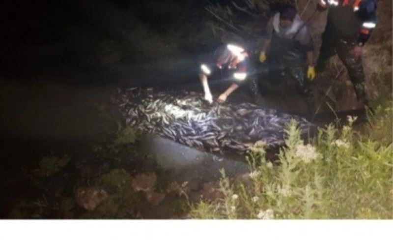 Kaçak avlanmış 20 ton balık yeniden suya bırakıldı