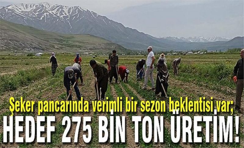 Şeker pancarında verimli bir sezon beklentisi var; Hedef 275 bin ton üretim!