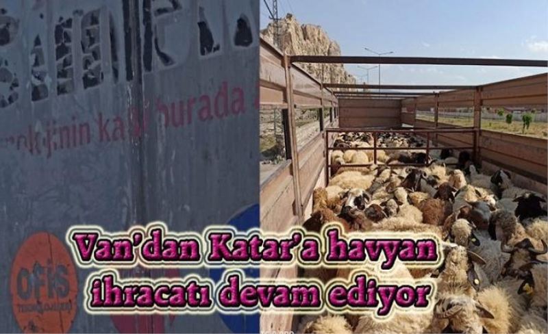 Van'dan, Katar'a küçükbaş hayvan ihraç ediliyor