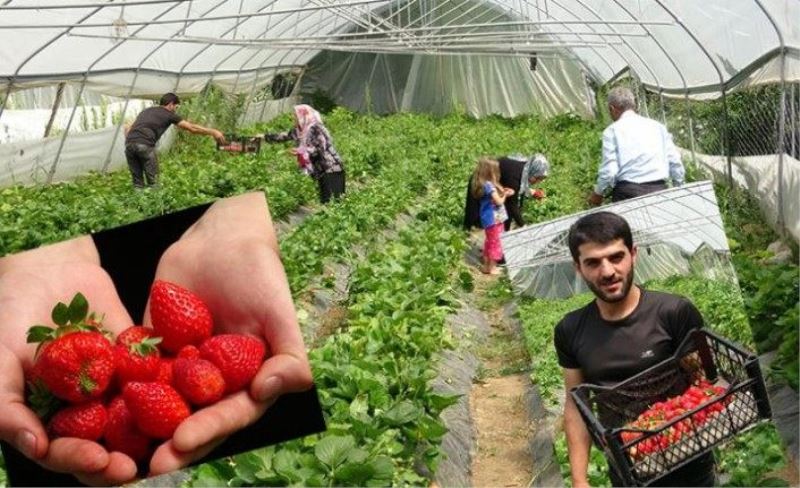 Bahçesaray'da çilek hasadına başlandı