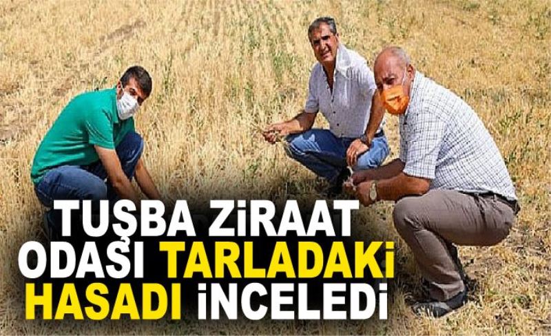 Tuşba Ziraat Odası tarladaki hasadı inceledi