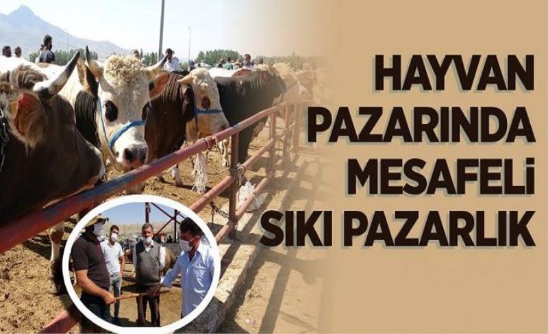 Van'daki hayvan pazarında mesafeli sıkı pazarlık