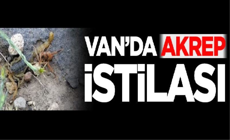 Van’da akrep istilası