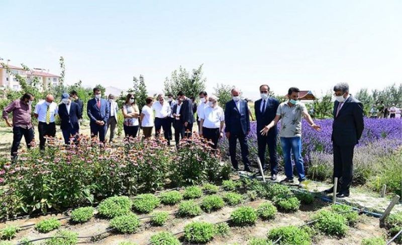 YYÜ'de, tıbbi bitkilerin hasadına başlandı