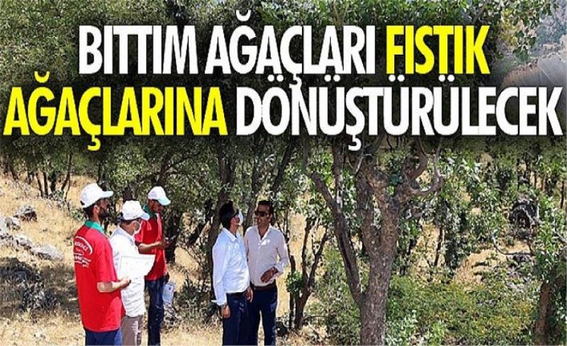 Bıttım ağaçları fıstık ağaçlarına dönüştürülecek