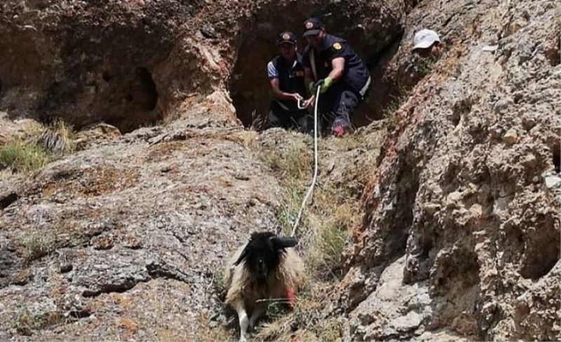 Gürpınar'da dağda mahsur kalan keçiler kurtarıldı