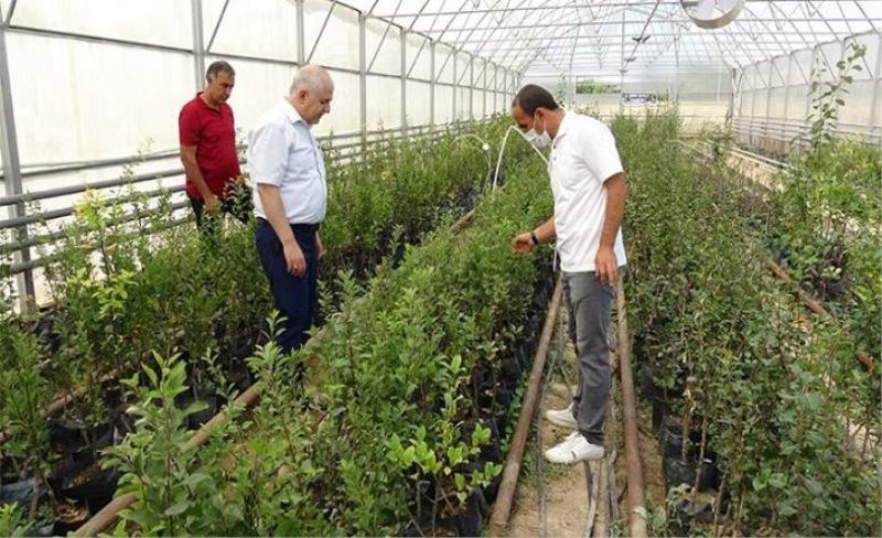 Kaybolmaya yüz tutan meyvelerin çoğaltılması için çalışmalar sürüyor