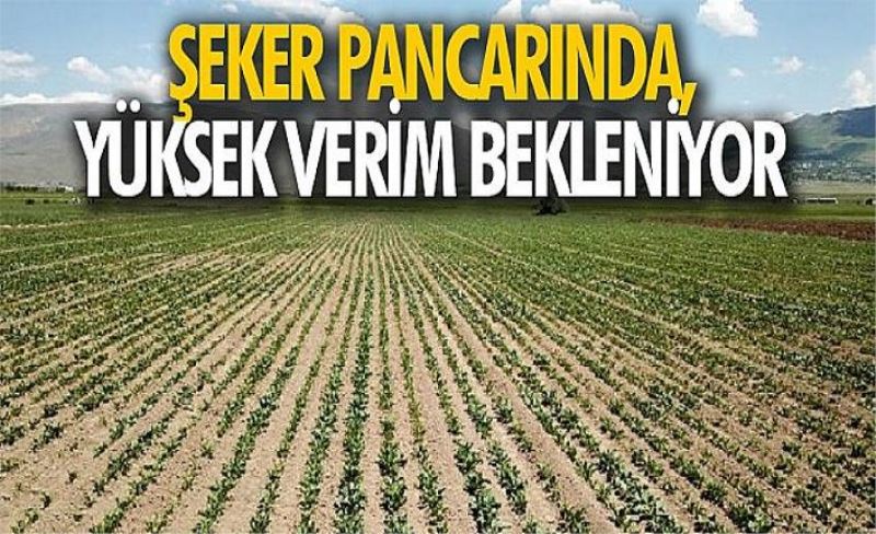 Şeker pancarında, yüksek verim bekleniyor