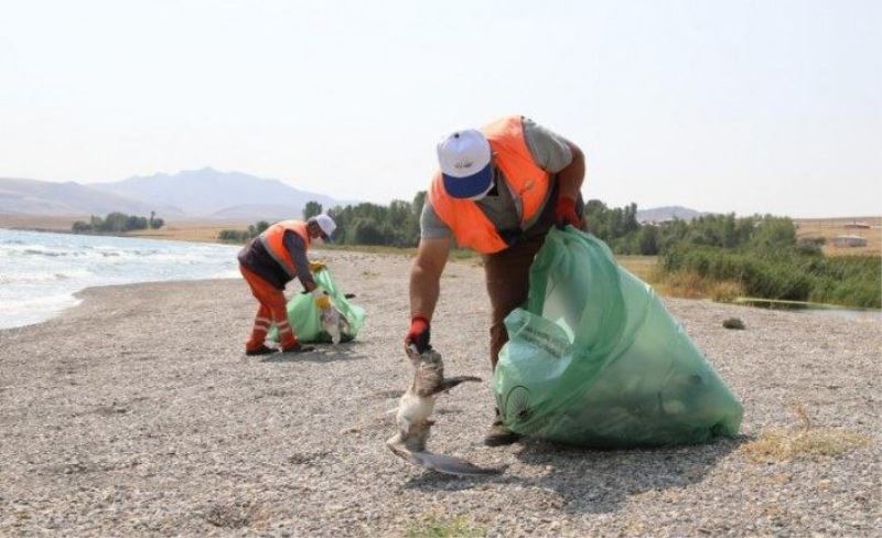 Telef olan martılar belediye ekiplerince toplandı