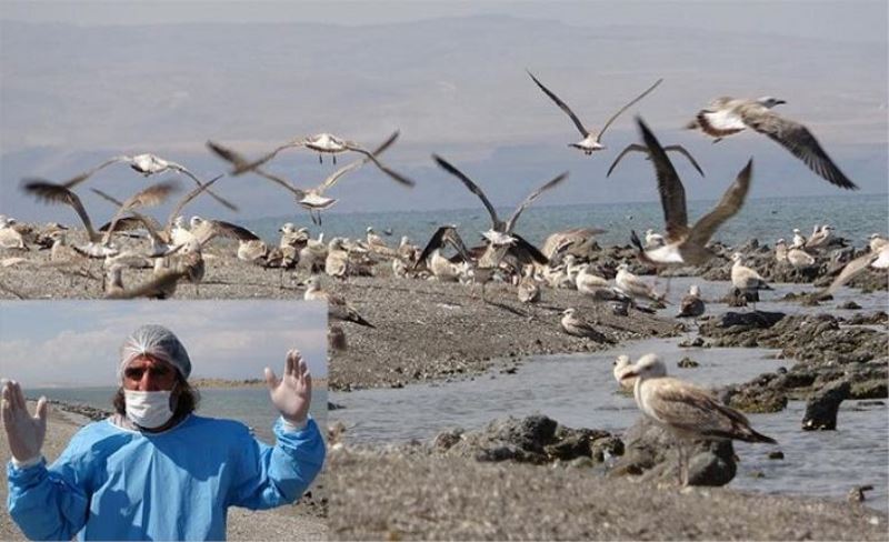 Van'daki martı ölümlerinin sebebi açlığa bağlı stres...