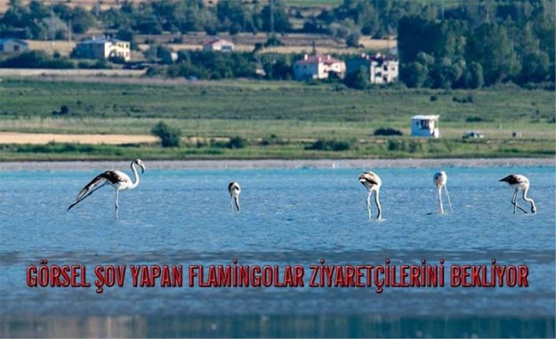 Van Gölü'nde flamingolardan görsel şölen...