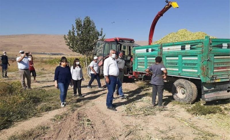 Van’da ekilen mısırlar silaj makineleri ile biçiliyor