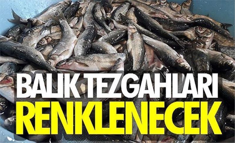 Balık tezgahları renklenecek