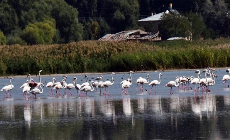 Flamingoların önemli duraklarından biri Van