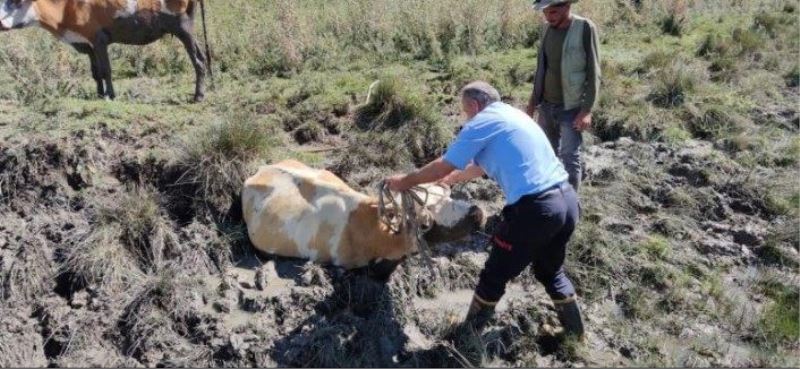 Gevaş'ta bataklığa saplanan inek kurtarıldı