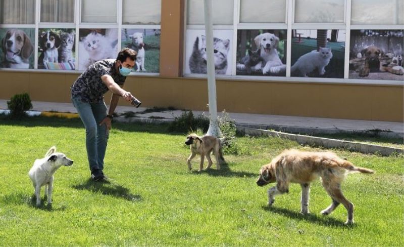 Yaralı sokak köpeği sağlığına kavuşturuldu