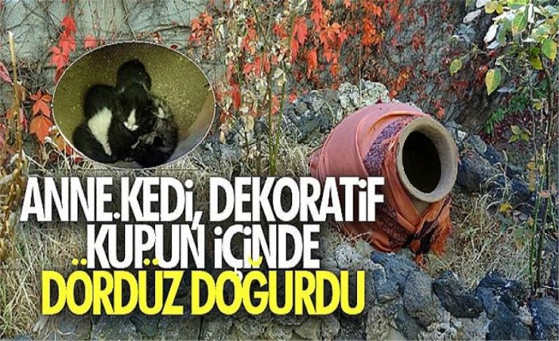 Anne kedi, dekoratif küpün içinde dördüz doğurdu