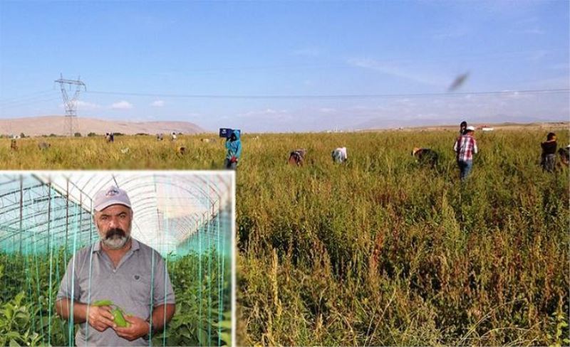 Gevaş'ta sebze üreticilerinin ilçe ekonomisine katkısı sürüyor