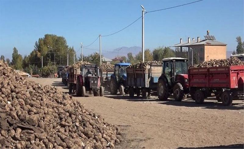 Gevaş’ta şeker pancarı hasadı başladı