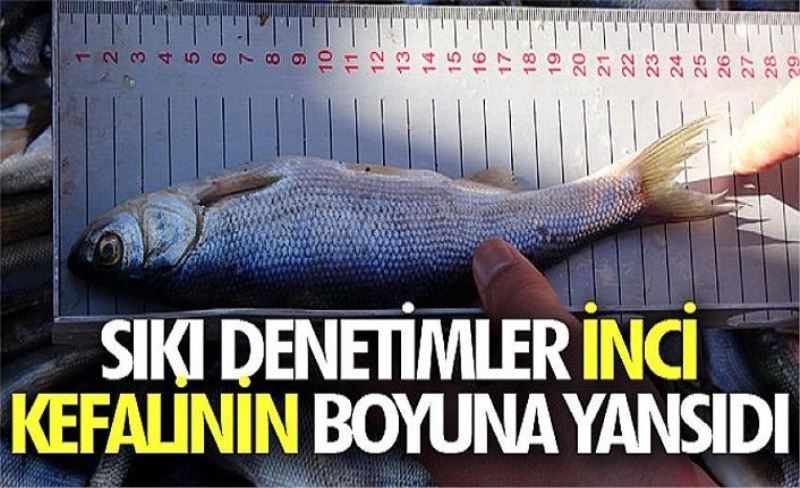 Sıkı denetimler inci kefalinin boyuna yansıdı