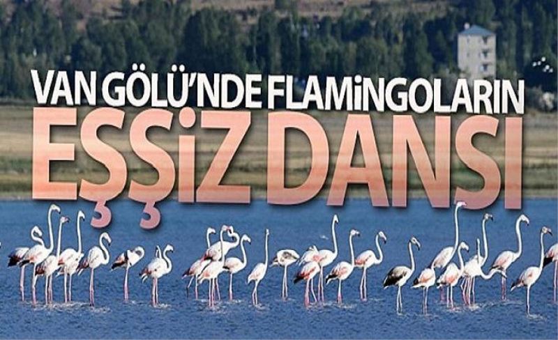 Van'da flamingoların görsel şöleni...