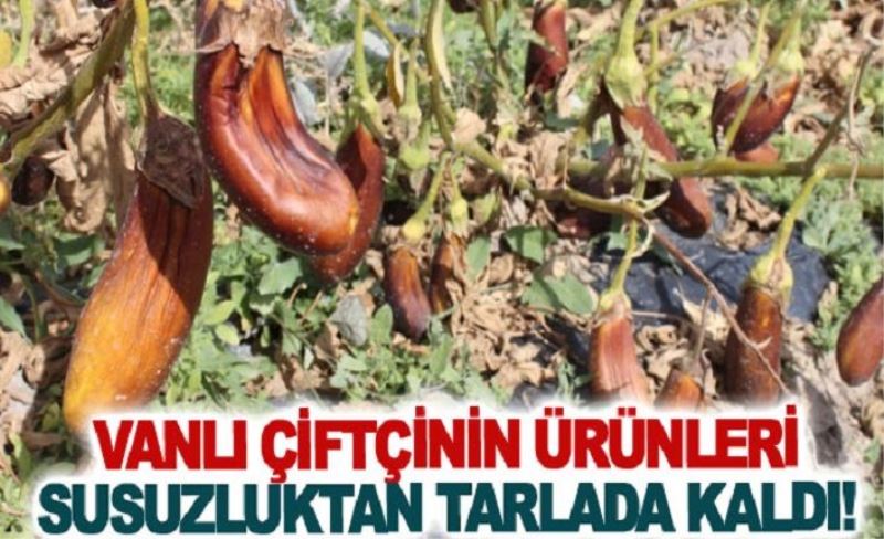 Vanlı çiftçinin ürünleri susuzluktan tarlada kaldı!