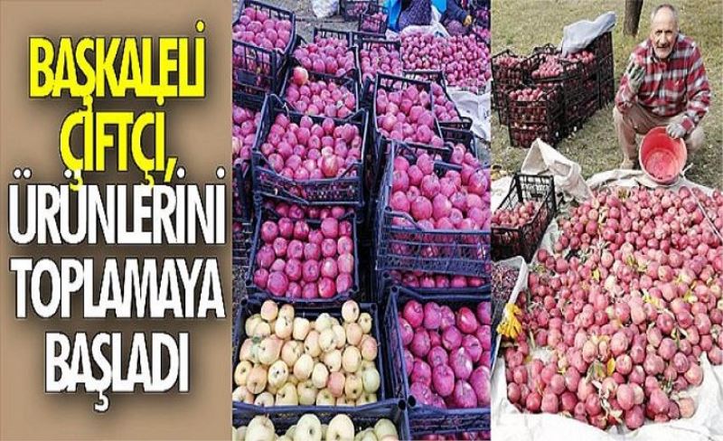 Başkaleli çiftçi, ürünlerini toplamaya başladı