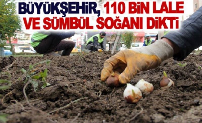 Büyükşehir, 110 bin lale ve sümbül soğanı dikti