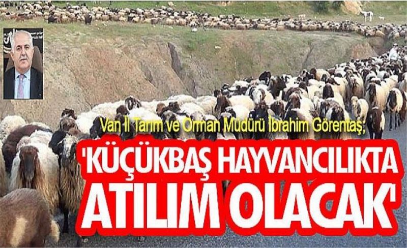 Van İl Tarım ve Orman Müdürü İbrahim Görentaş; 'Küçükbaş hayvancılıkta atılım olacak'