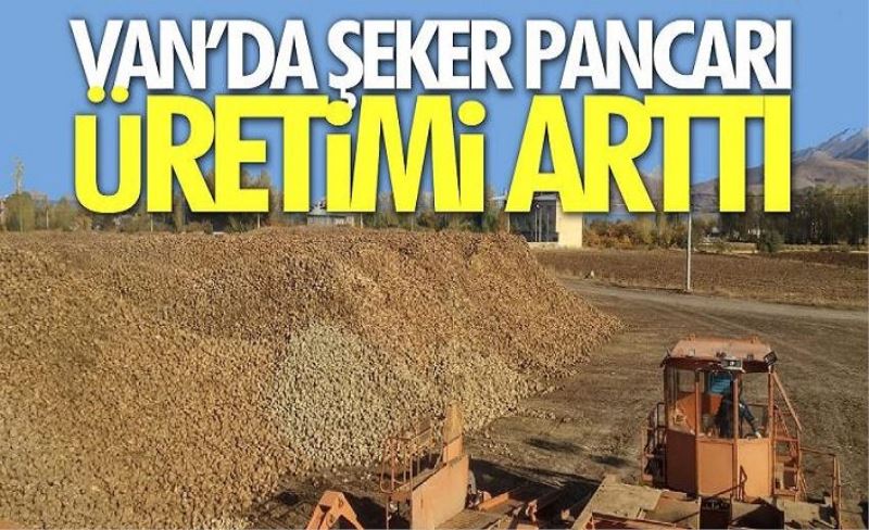 Van’da şeker pancarı üretimi arttı