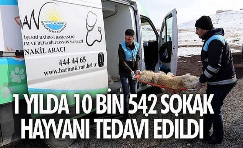 1 yılda 10 bin 542 sokak hayvanı tedavi edildi