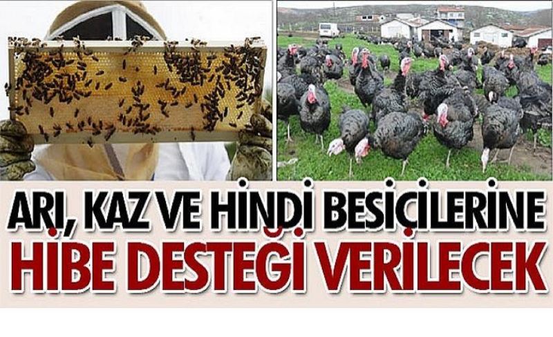 Arı, kaz ve hindi besicilerine hibe desteği verilecek