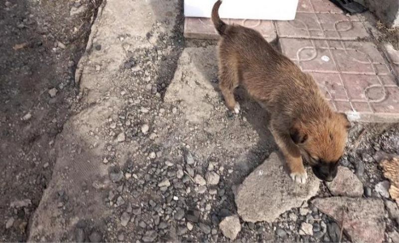 Başkale Belediyesi yavru köpeklere sahip çıktı