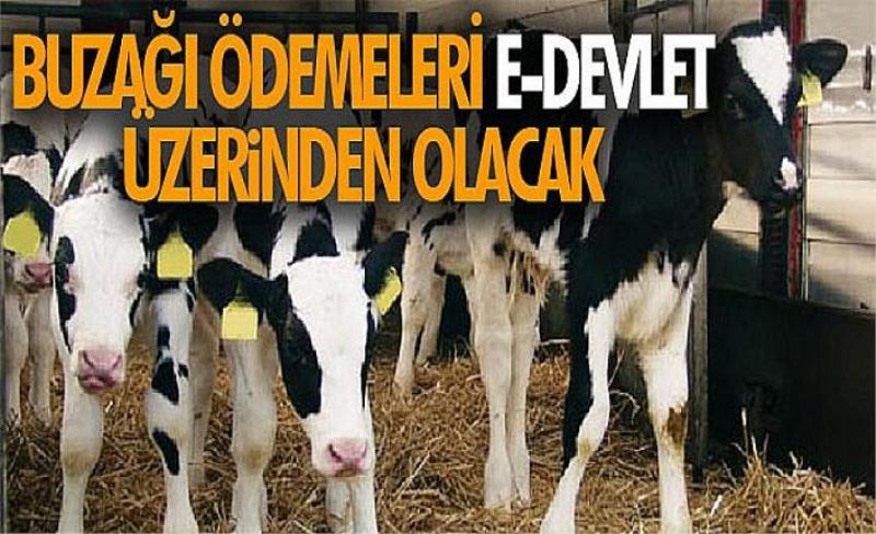 Buzağı ödemeleri e-devlet üzerinden olacak