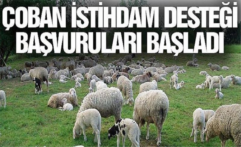 Çoban istihdam desteği başvuruları başladı