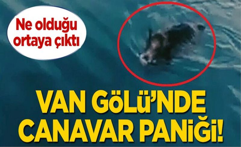 Van Gölü'nde panikleten görüntü! Ne olduğu ortaya çıktı