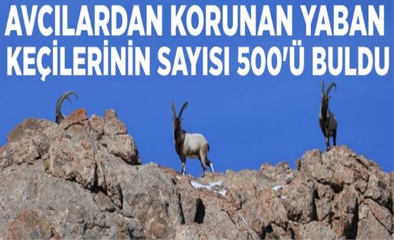 Avcılardan korunan yaban keçilerinin sayısı 500'ü buldu