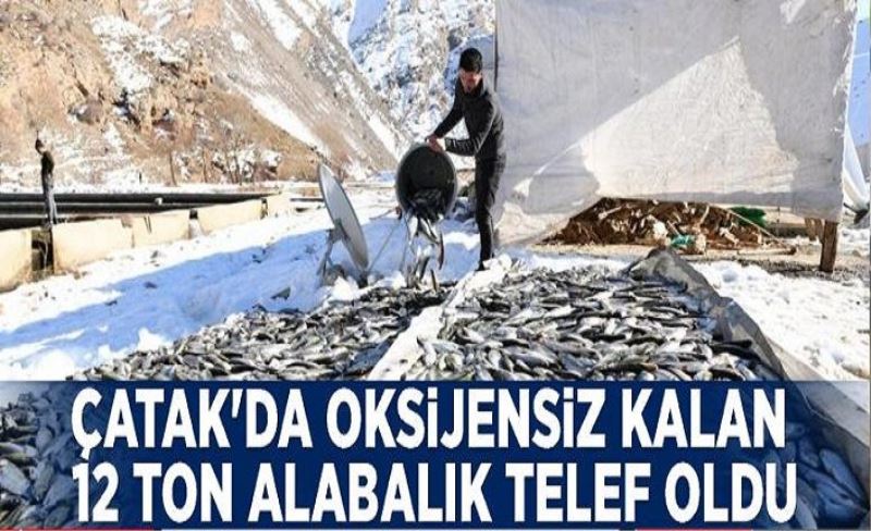 Çatak'ta oksijensiz kalan 12 ton alabalık telef oldu