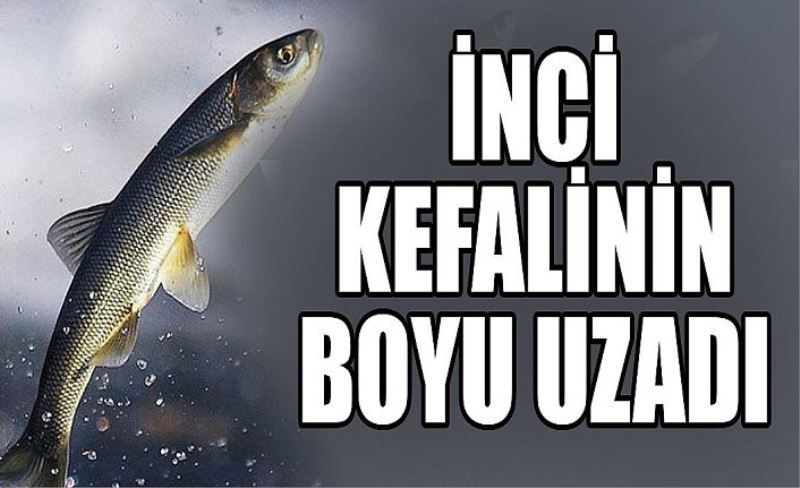 İnci Kefalinin boyu uzadı