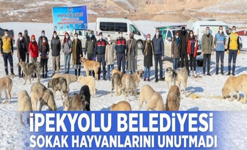 İpekyolu Belediyesi sokak hayvanlarını unutmadı