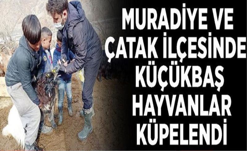 Muradiye ve Çatak ilçesinde küçükbaş hayvanlar küpelendi