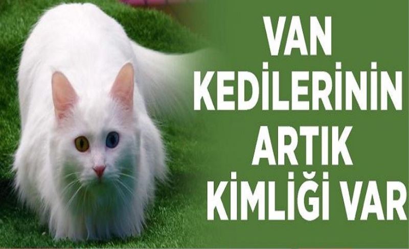 Van kedilerinin artık kimliği var