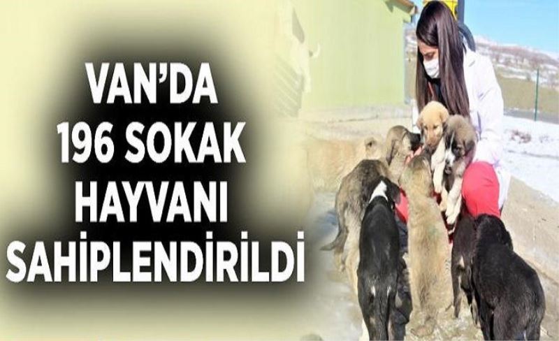 Van’da 196 sokak hayvanı sahiplendirildi