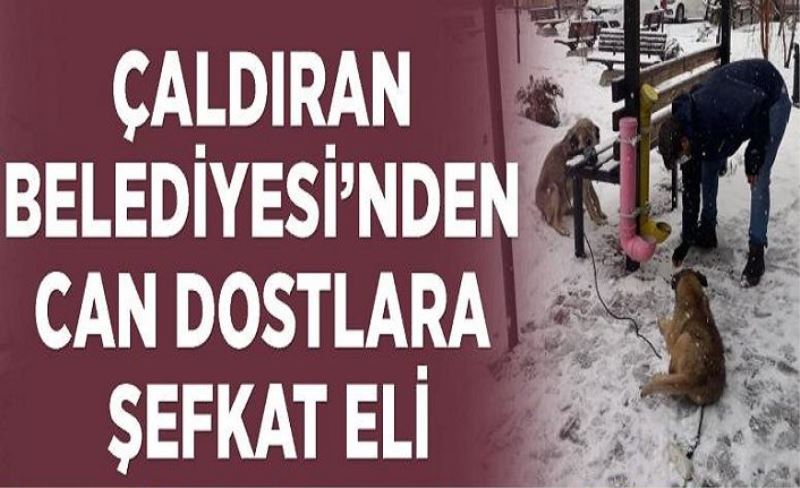 Çaldıran Belediyesi’nden can dostlara şefkat eli