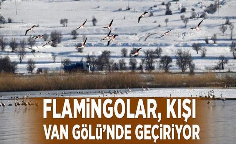 Flamingolar, kışı Van Gölü’nde geçiriyor