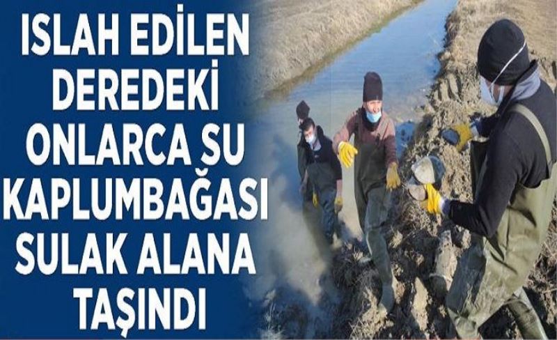 Islah edilen deredeki onlarca su kaplumbağası sulak alana taşındı