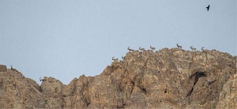 Koruma altındaki dağ keçileri için yem bırakıldı