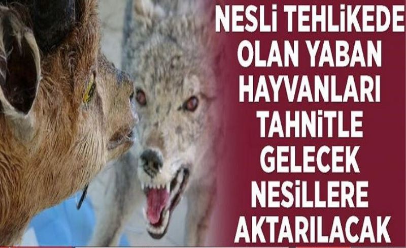 Nesli tehlikede olan yaban hayvanları tahnitle gelecek nesillere aktarılacak