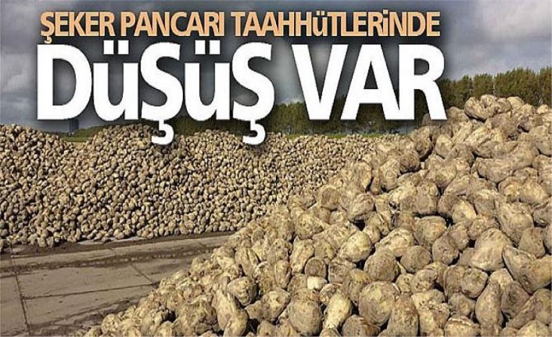 Şeker pancarı taahhütlerinde düşüş var