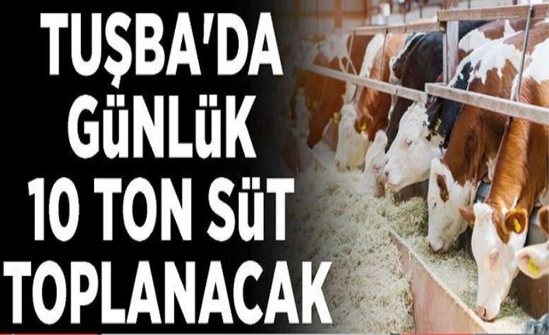 Tuşba'da günlük 10 ton süt toplanacak